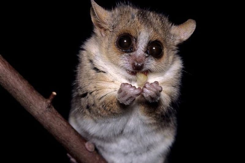 Bohol: Bilar - Safari nocturne