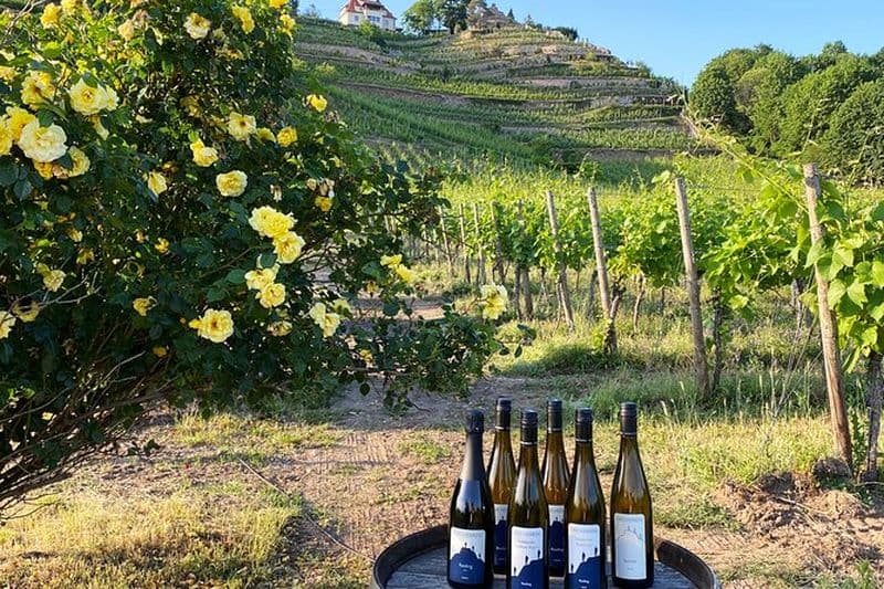 Dégustation de vins au domaine 3 vins 100% plaisir