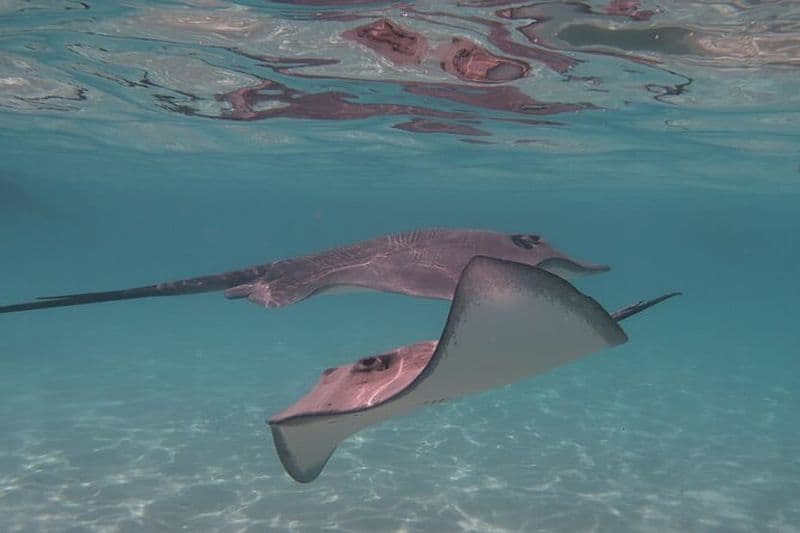 Tour privé lagon (raies, requins, tortues) en bateau à Moorea