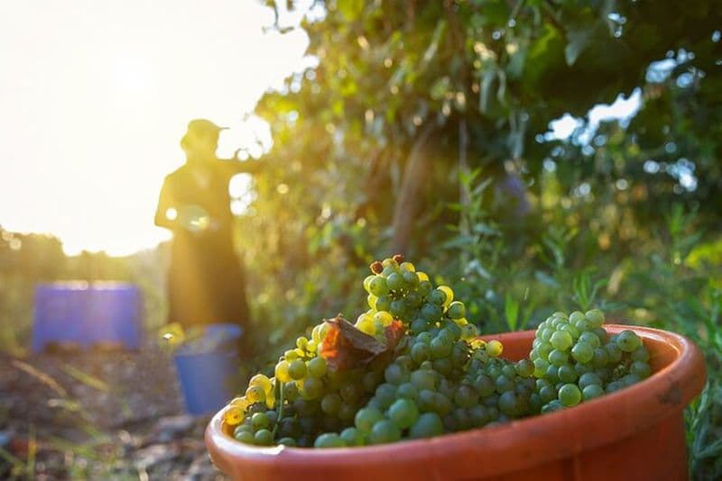 Visite privée d'une journée complète des vins des collines de Judée au départ de Jérusalem