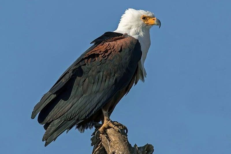 Visite d'observation des oiseaux dans le parc national de Nairobi