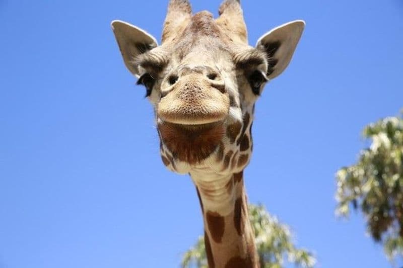Entrée générale au zoo de Melbourne