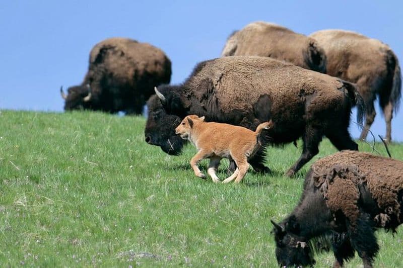 Excursion d'une journée complète dans la faune de Yellowstone Lamar Valley à Canyon