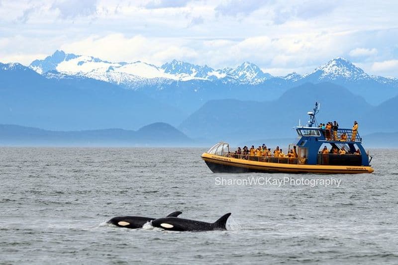 Croisière d'observation des baleines au départ de Vancouver