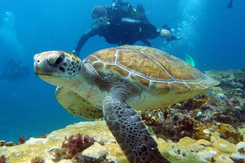 Plongée sous-marine d’une demi-journée à Sal