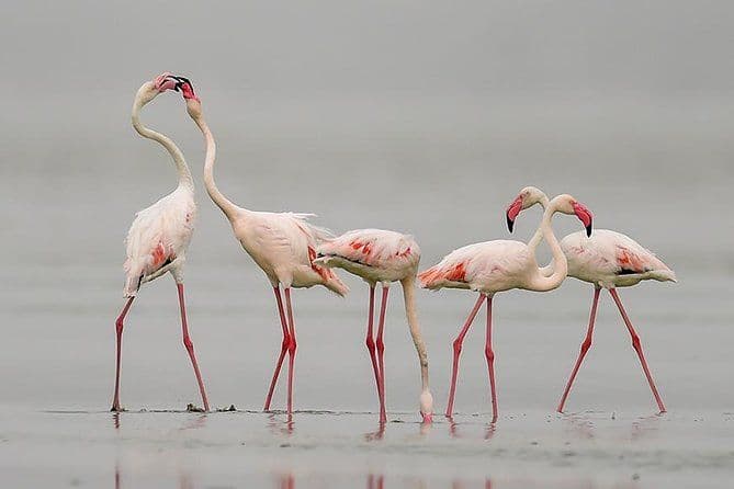 Tour Sambhar - temples, lac salé, observation des oiseaux, promenade du patrimoine