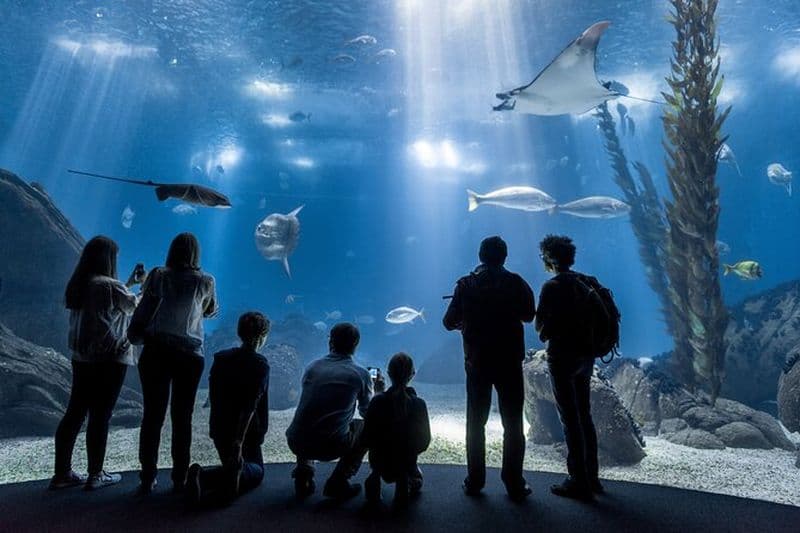 Oceanario de Lisbonne : billet d'entrée à l'aquarium