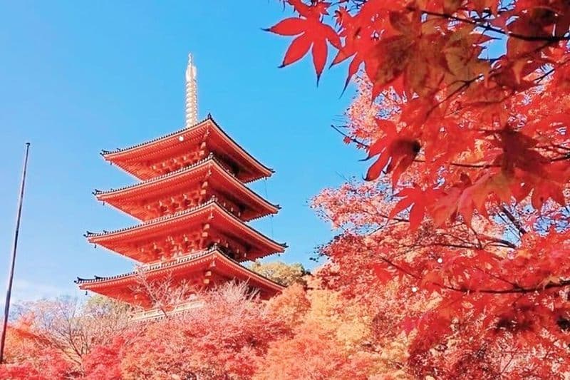 Osaka/Kyoto : visite en bus d'Amanohashidate, Ine Bay et Nariaiji avec déjeuner