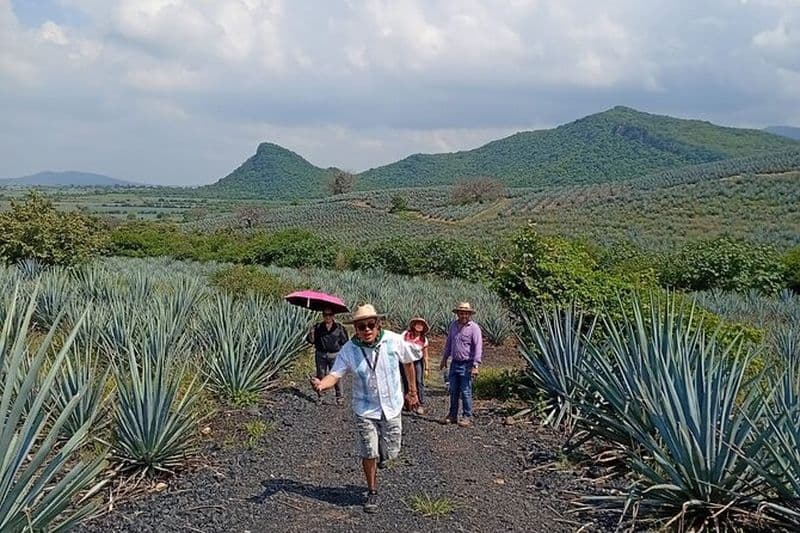 Visite de Guachimontones, randonnée dans les champs d'agaves et mines d'obsidienne
