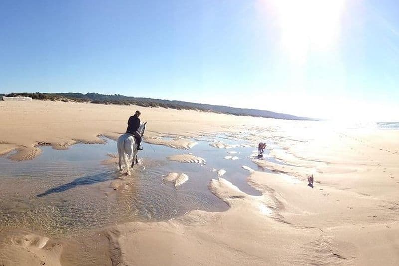 Expériences à cheval - 3 Options - Montagne, cours d'équitation ou plage (2 heures)