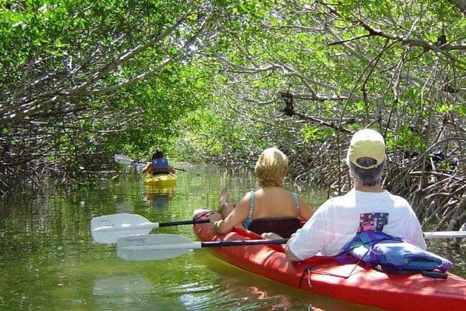 Éco-excursion en kayak dans la mangrove de Key West