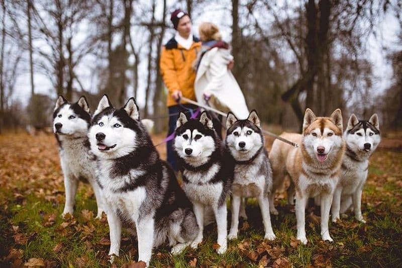 Visite du parc Husky avec la randonnée Cani-Cross