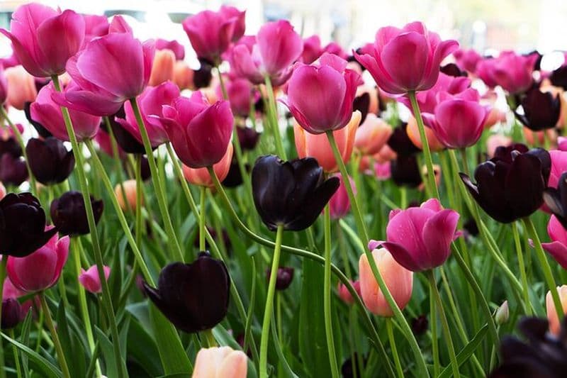 Magnifique visite de Chicago de 2 heures avec photos et pop-corn