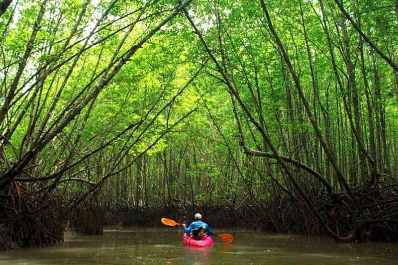 Excursion en kayak dans les mangroves profondes et le canyon à Krabi
