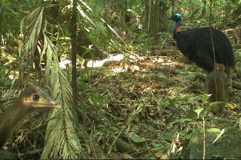 Expérience de trekking en petit groupe dans le parc national de Daintree