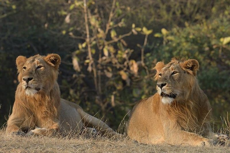 Safari privé de lion dans le parc national de Gir au Gujarat