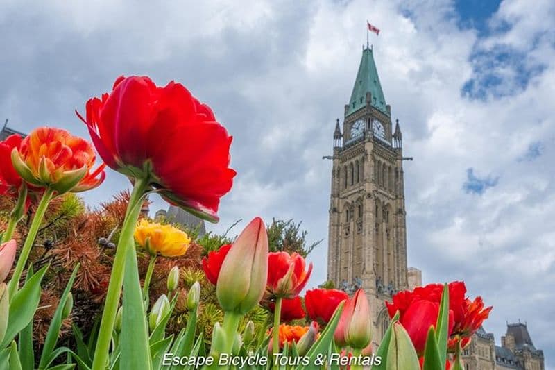 Visite à vélo du festival des tulipes et du printemps à Ottawa