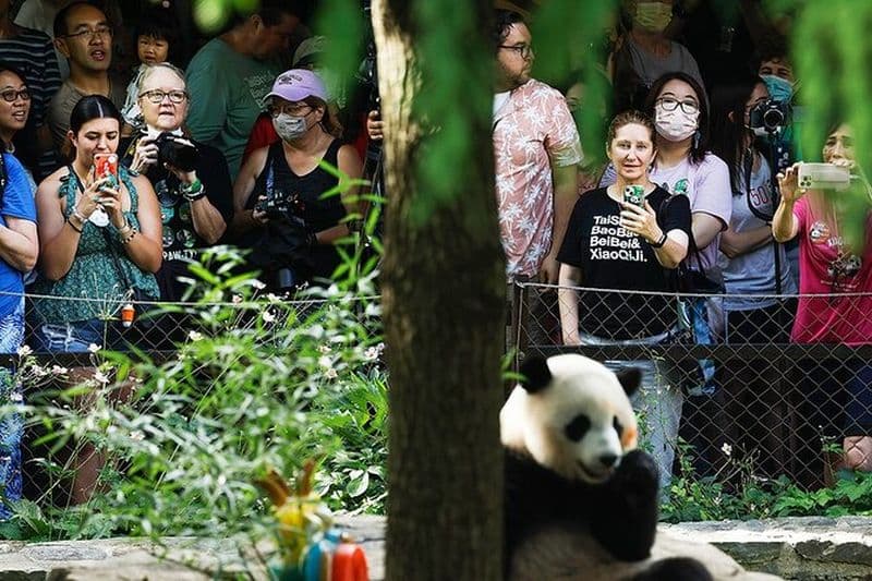 1 jour de visite du centre d'élevage de pandas Plus Chengdu City Tour