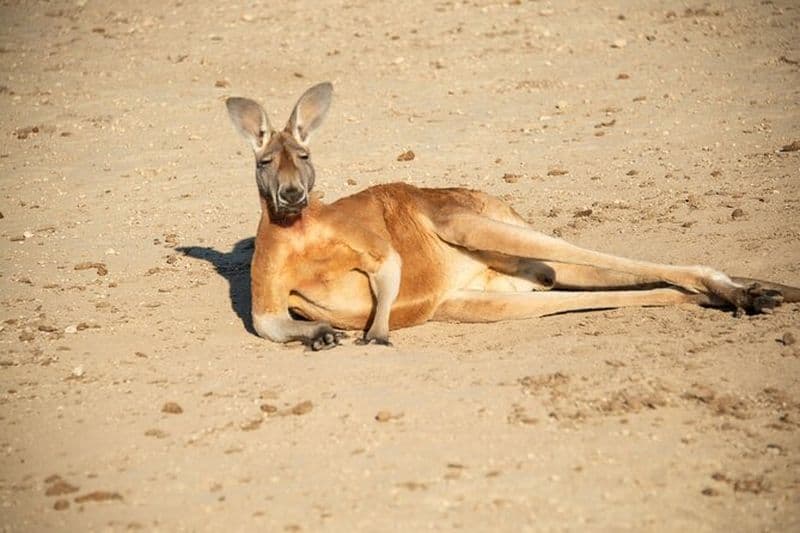 Siroter et Animal Safari Experience à Fredericksburg