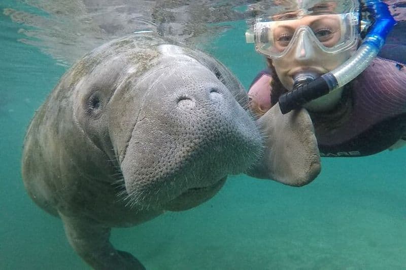 Excursion de plongée avec tuba en petit groupe avec des lamantins avec un guide dans l'eau et un photographe