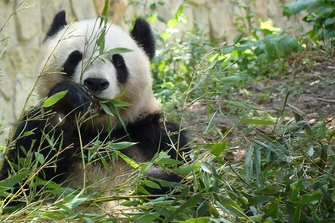 Billet Visite privée de Beijing au Temple du Ciel, à la Maison Panda et au Palais d'Eté