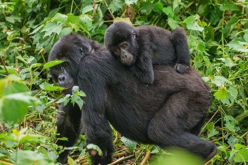 Jinja Private 5 Day Gorilla Safari and Tubing Adventure Tour