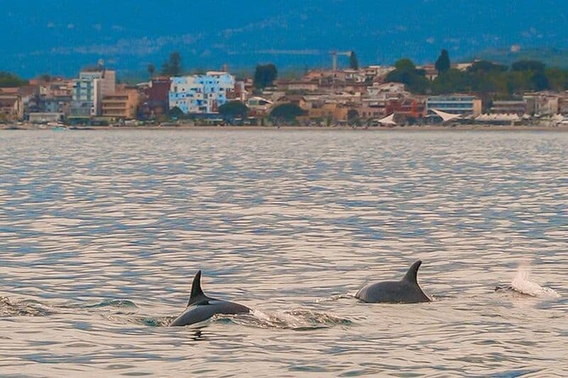 2,5 heures d'excursion en bateau au coucher du soleil à la recherche des dauphins