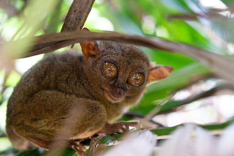 Visite des collines de chocolat et de la nature de Bohol
