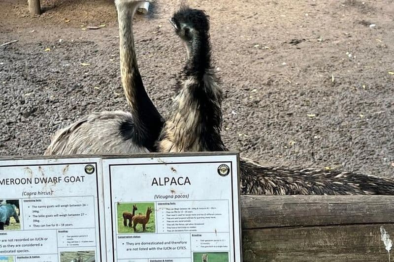 Visite privée d'une journée au monde des oiseaux, à Kirstenbosch et au vin de Constantia