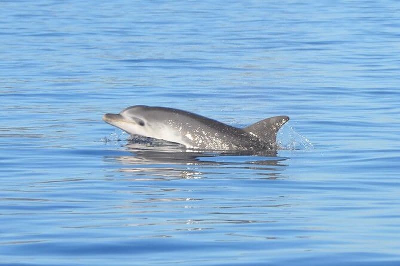Excursion sur l'île de Figarolo avec possibilité d'observer les dauphins
