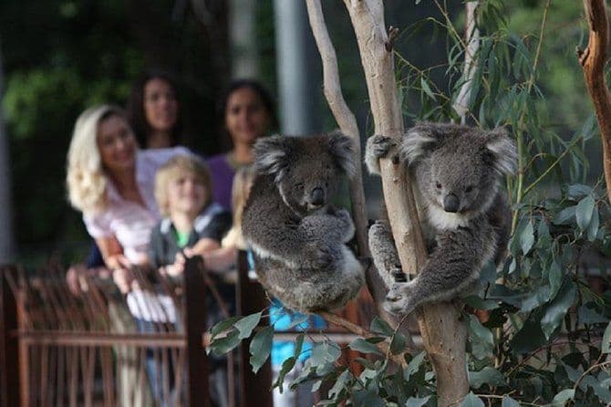 Billet pour la visite de la faune australienne au zoo de Melbourne - excl. entrée