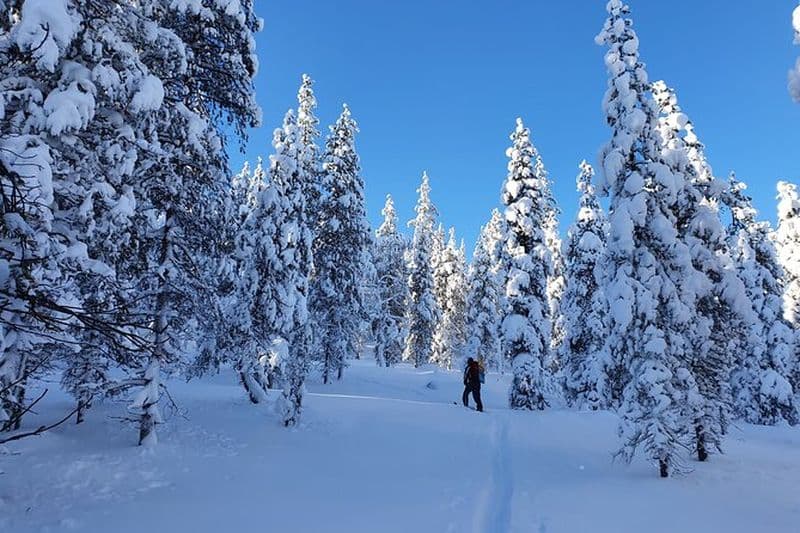 Aventure de ski guidée en journée : explorez les sentiers privés de Rovaniemi