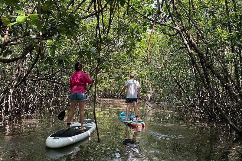 Excursion SUP dans la forêt de mangroves de Koh Rong Sanloem