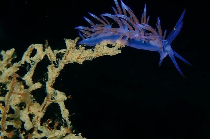 Nima Diving Center, Naxos, Grèce