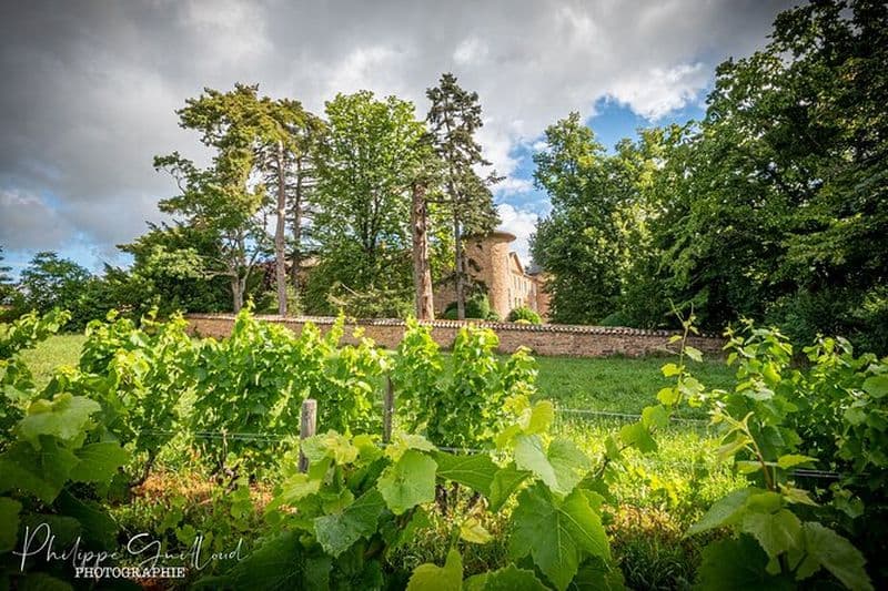 Visite planifiée personnalisée du vignoble du Beaujolais - Chauffeur privé - Lyon
