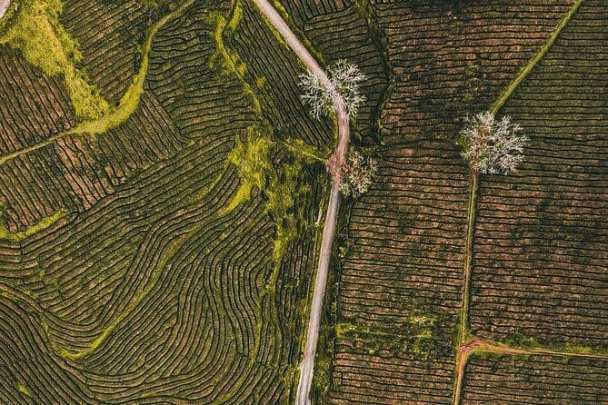 Demi-journée à Gorreana - promenade pédestre et dégustation de thé (min. 2 personnes)