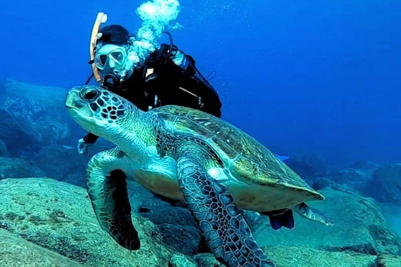 Première plongée sous-marine – habitat des tortues, petits groupes, Costa Adeje