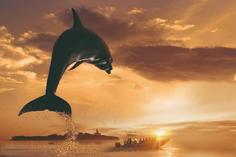 Observation des dauphins à l'aube à Alcúdia