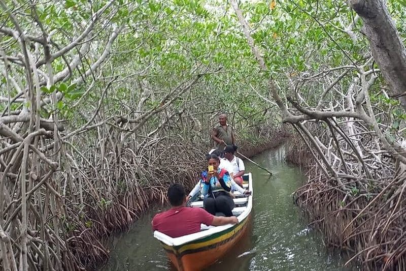 Tour artisanal en canoë dans la mangrove avec danse afro-antillaise