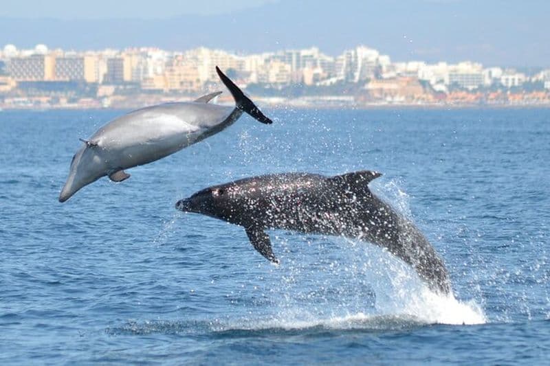 Observation des dauphins