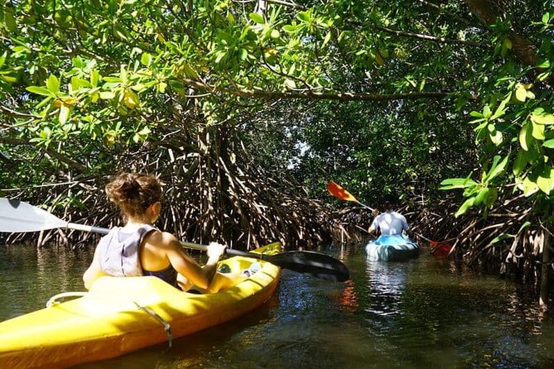 Visite Guidée en Kayak de l'Étang Mitan et sa Mangrove