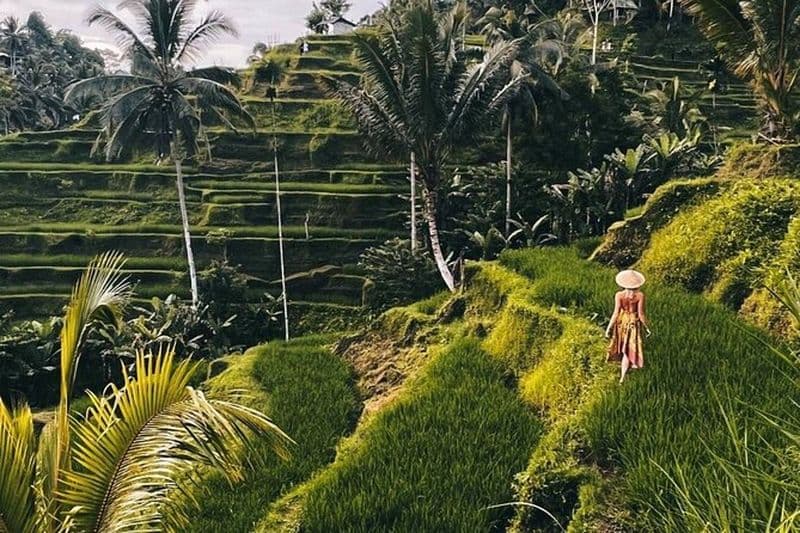 Visite de la forêt de singes d'Ubud, de la rizière en terrasse et du temple de Tirta Empul