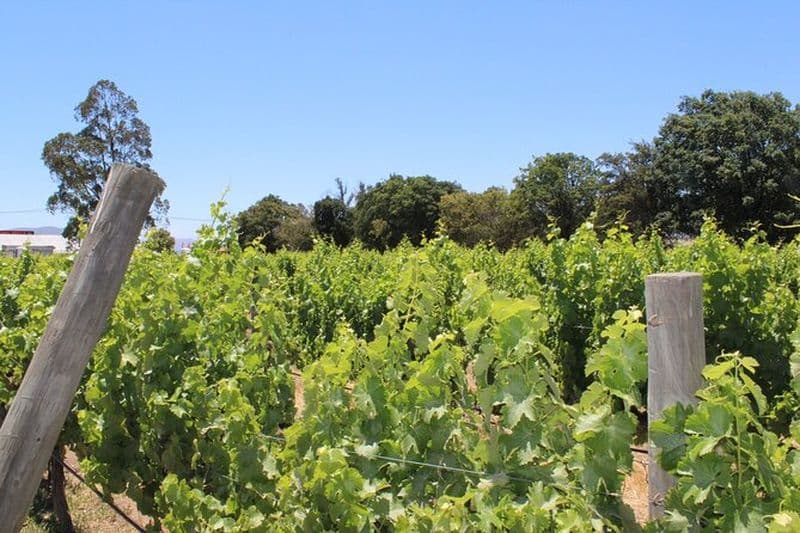 Un service de visite des vins hop-on hop-off au départ de Casablanca