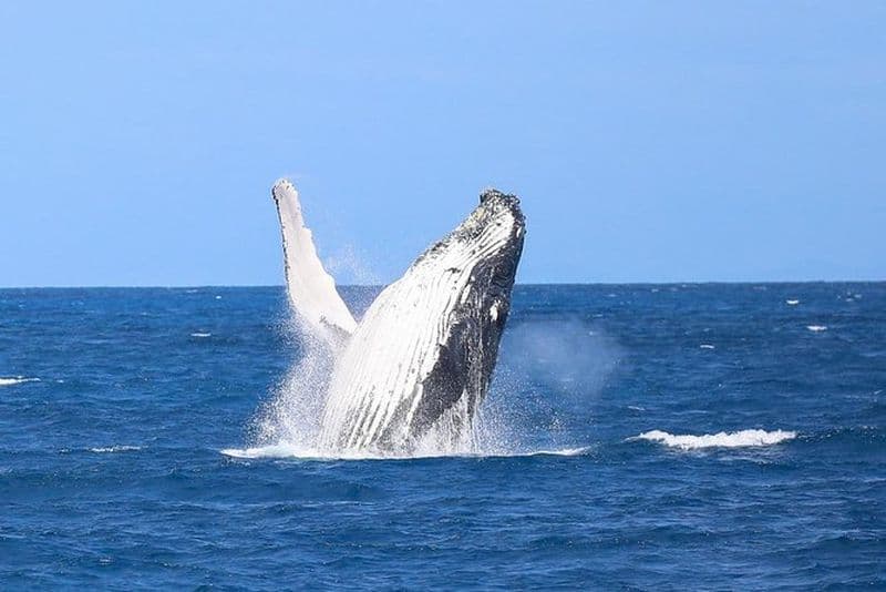 Excursion d'observation des baleines et île de Fitzroy au départ de Cairns
