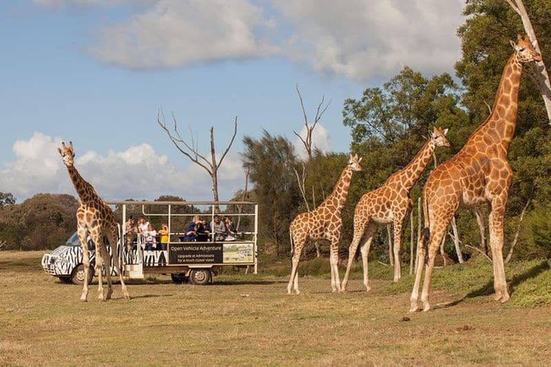 Deluxe Safari Adventure au Werribee Open Range Zoo - excl. entrée