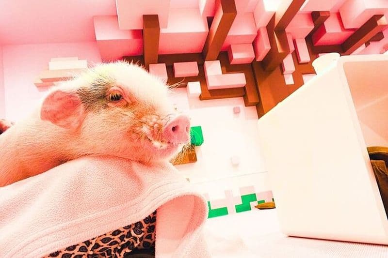 Harajuku Points forts: Où la tradition rencontre Tokyo Pop