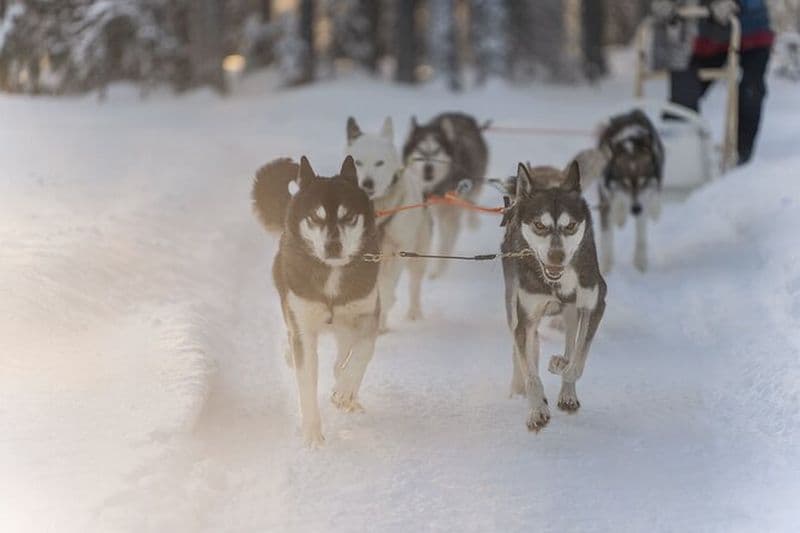 Snowy Trails 10km Husky Safari au départ de Rovaniemi