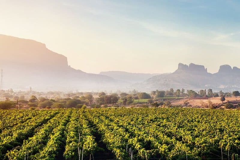 Visite privée d'une journée complète des vins dans les vignobles de Sula au départ de Mumbai