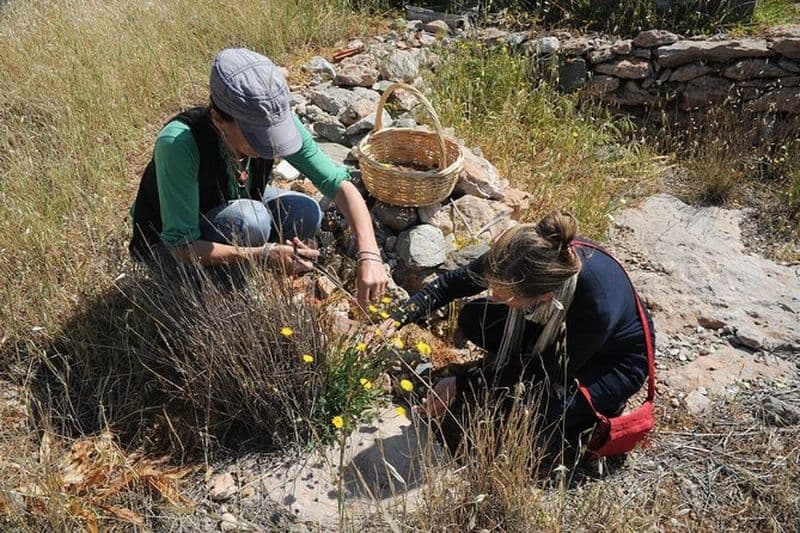 Expérience grecque authentique de cuisine et de butinage à Syros avec Maria