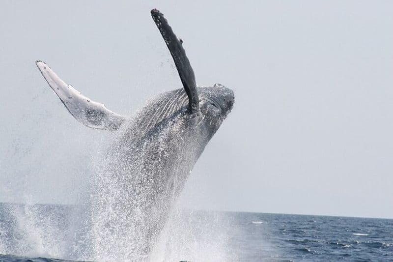 Observation des baleines à Okinawa De Naha ou Chatan